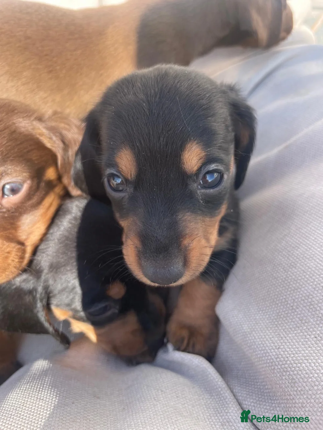 Dachshund dogs for sale: 7 Beautiful Dachshund Puppies - Advert 12