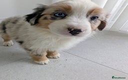 Australian Shepherd dogs for sale: Australian Shepherd puppies for sale  - Image 1