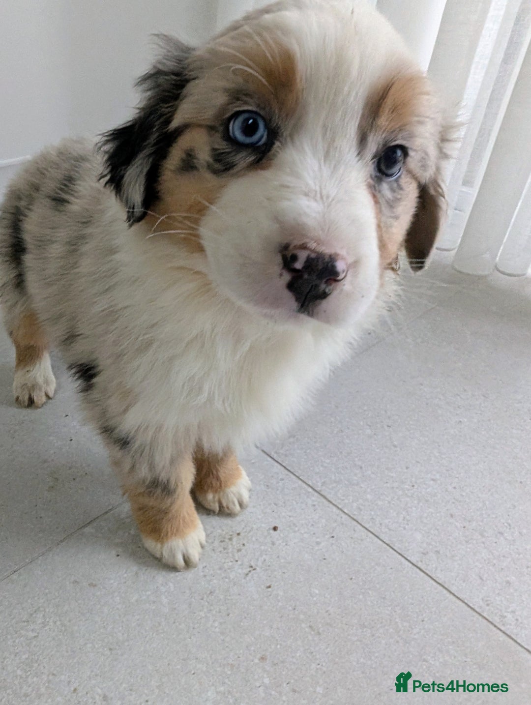 Australian Shepherd dogs for sale: Australian Shepherd puppies for sale  - Image 1