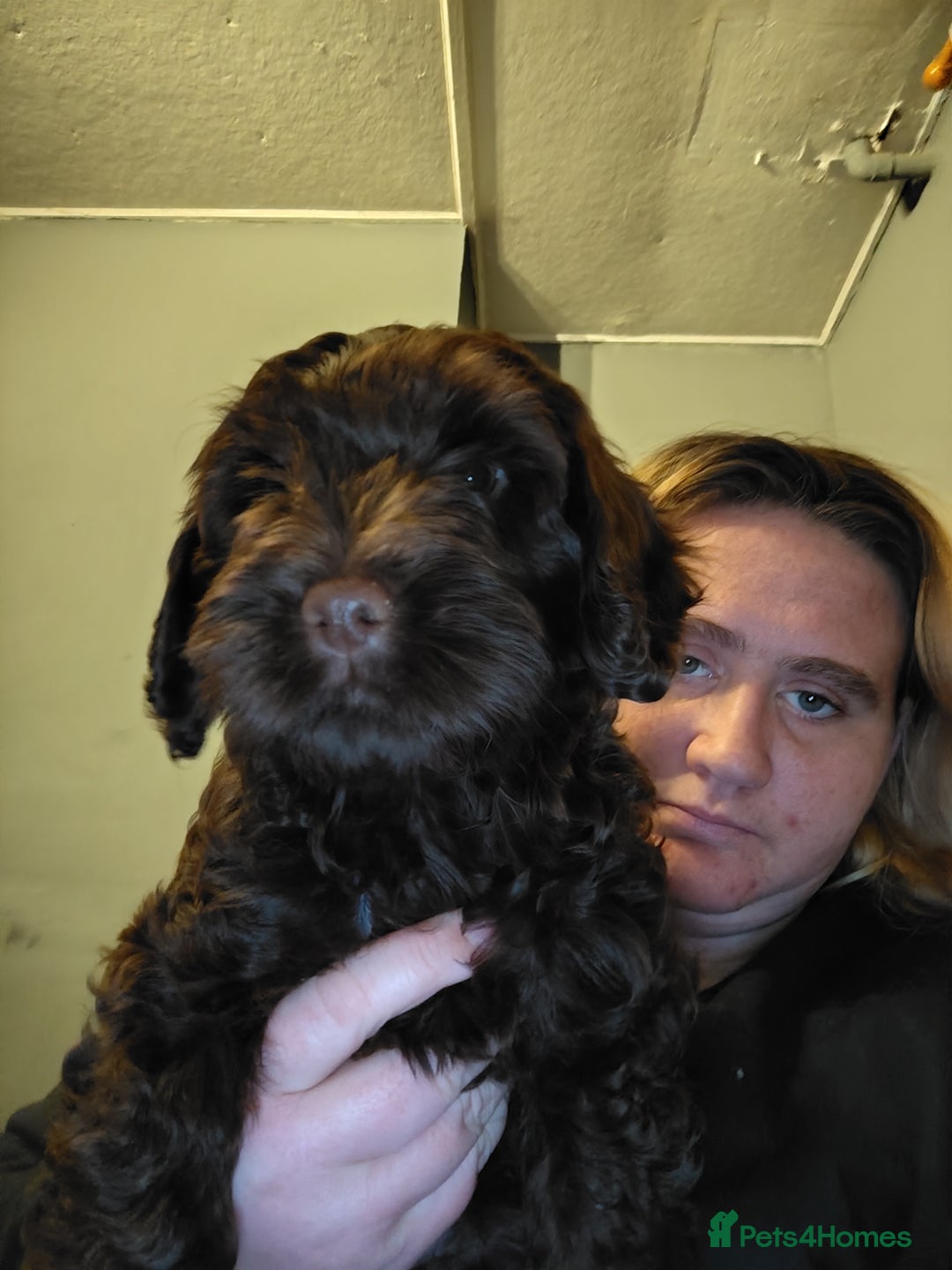 Cockapoo dogs for sale: Cockapoo puppies f2 ready now  - Advert 6