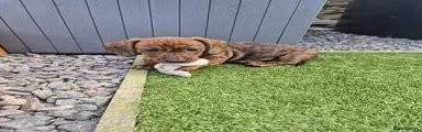 Miniature Dachshund 2