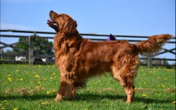 Golden Retriever dogs for sale: Kc registered Golden Retriever puppies available  - Image 19