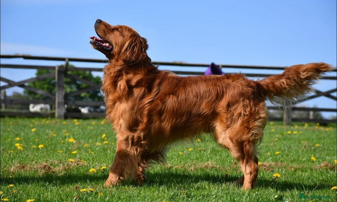 Golden Retriever dogs for sale: Kc registered Golden Retriever puppies available  - Image 19