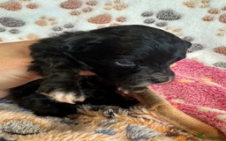 Maltipoo dogs for sale: F1 Toy Maltipoos - Image 35