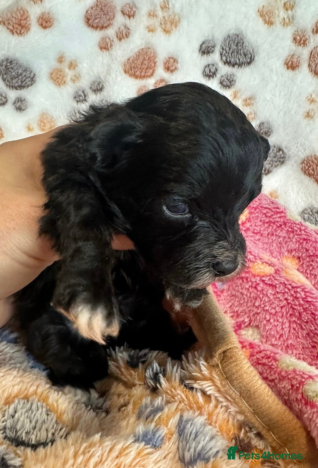 Maltipoo dogs for sale: F1 Toy Maltipoos - Image 35