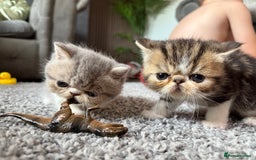 Exotic cats for sale: 4 beautiful exotic shorthair girls  - Image 15