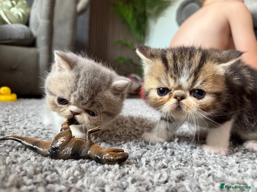Exotic cats for sale: 4 beautiful exotic shorthair girls  - Image 15