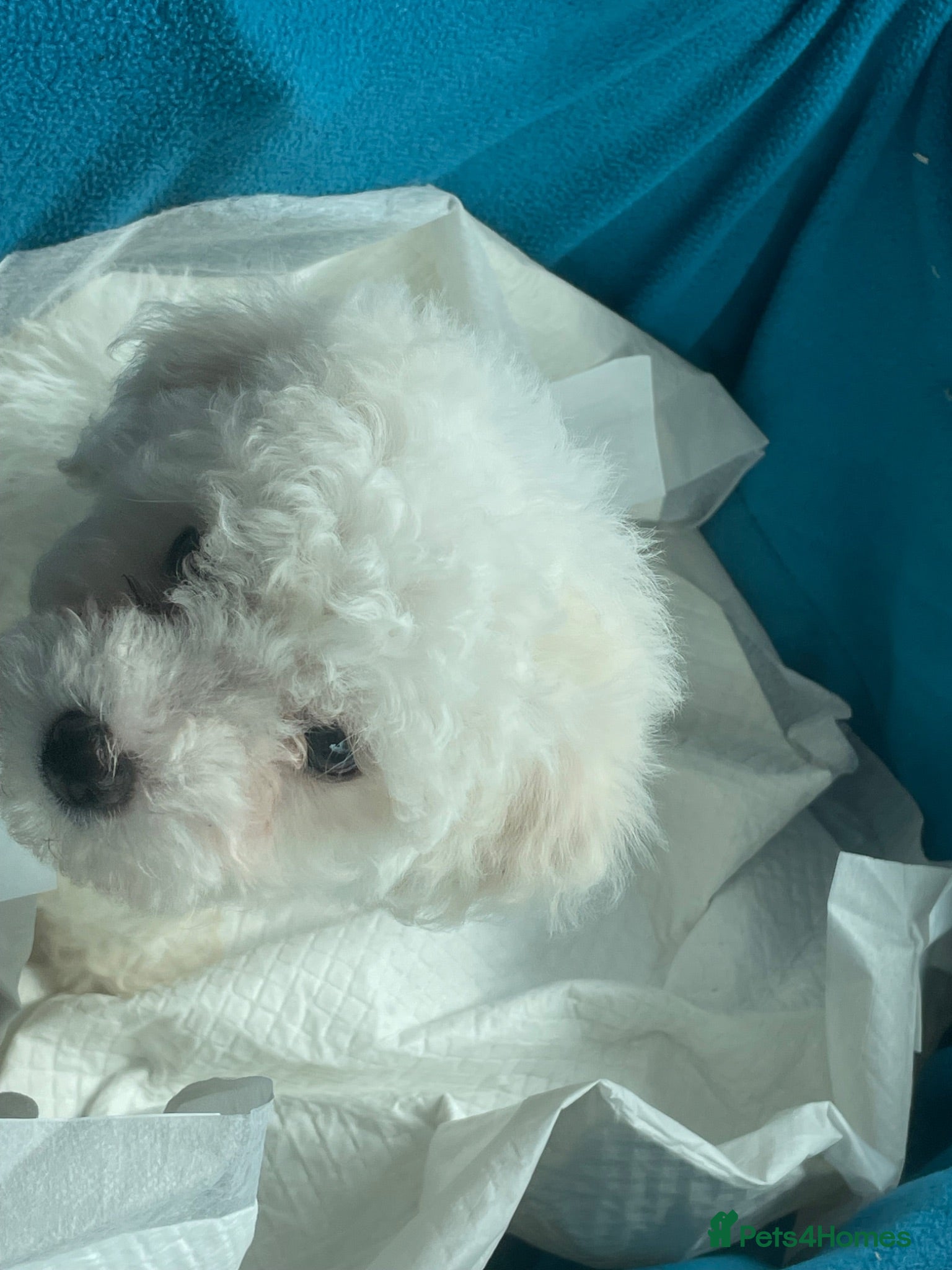 Bichon Frise dogs Male bichon frise - Advert 7