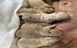 English Bulldog dogs for sale: KC Quality English Bulldogs  - Image 2