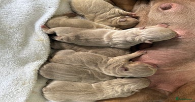 English Bulldog dogs - Advert 11