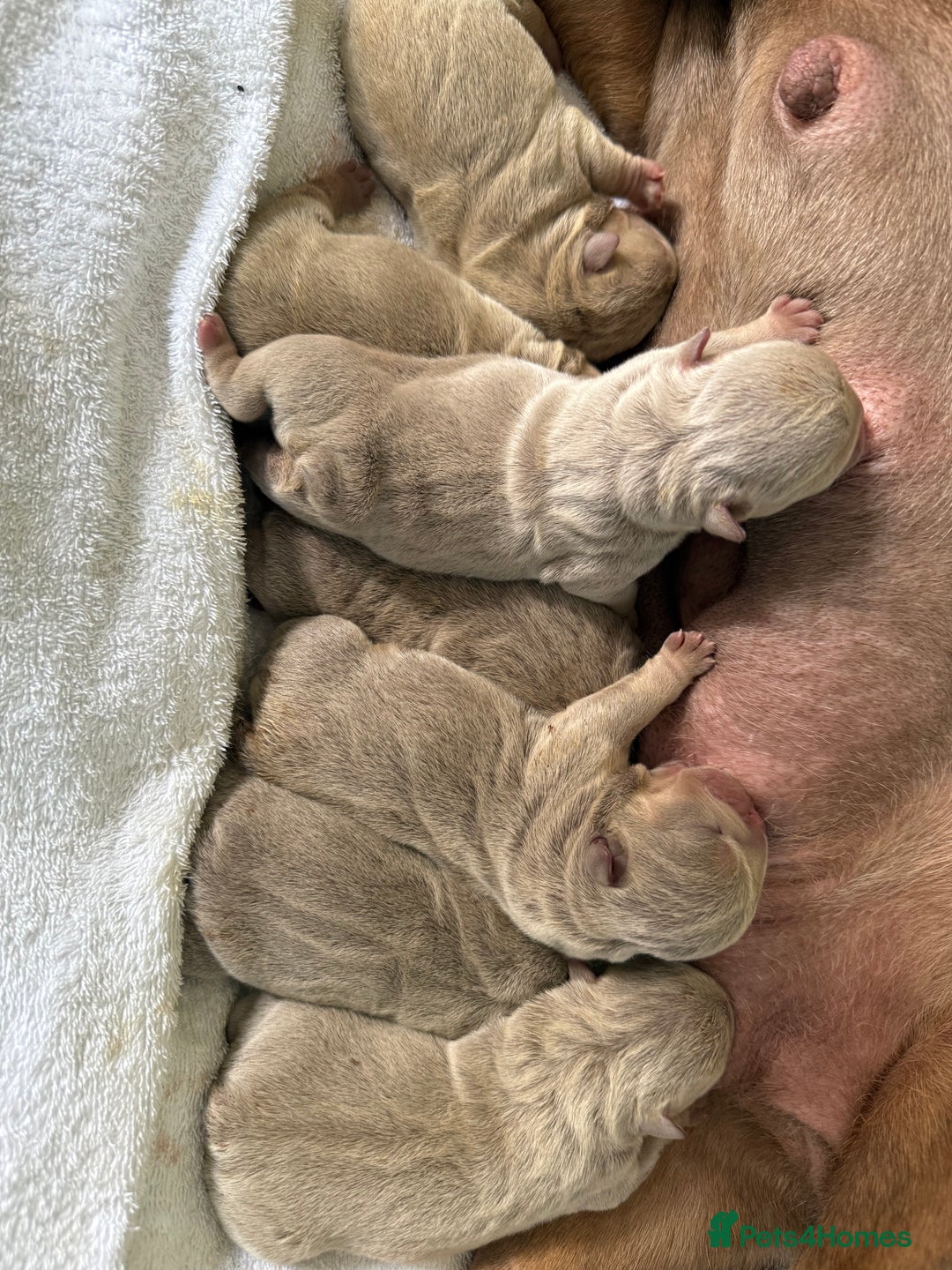 English Bulldog dogs for sale: KC Quality English Bulldogs  - Image 2