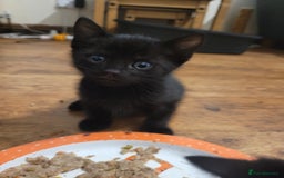 Mixed Breed cats for sale: All black kittens for sale - Image 2