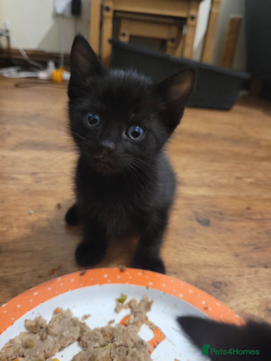 Mixed Breed cats for sale: All black kittens for sale - Image 2
