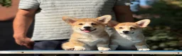 Welsh Corgi Pembroke dogs for sale: Quality  Corgi pembroke puppies available - Advert 10