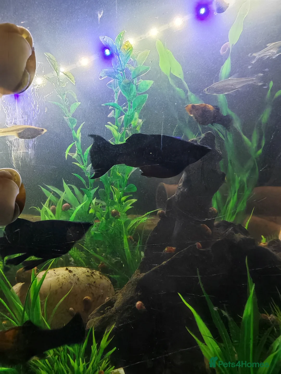 Mollies fish for sale: Black mollies - Advert 1