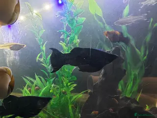 Mollies fish Black mollies - Advert 8