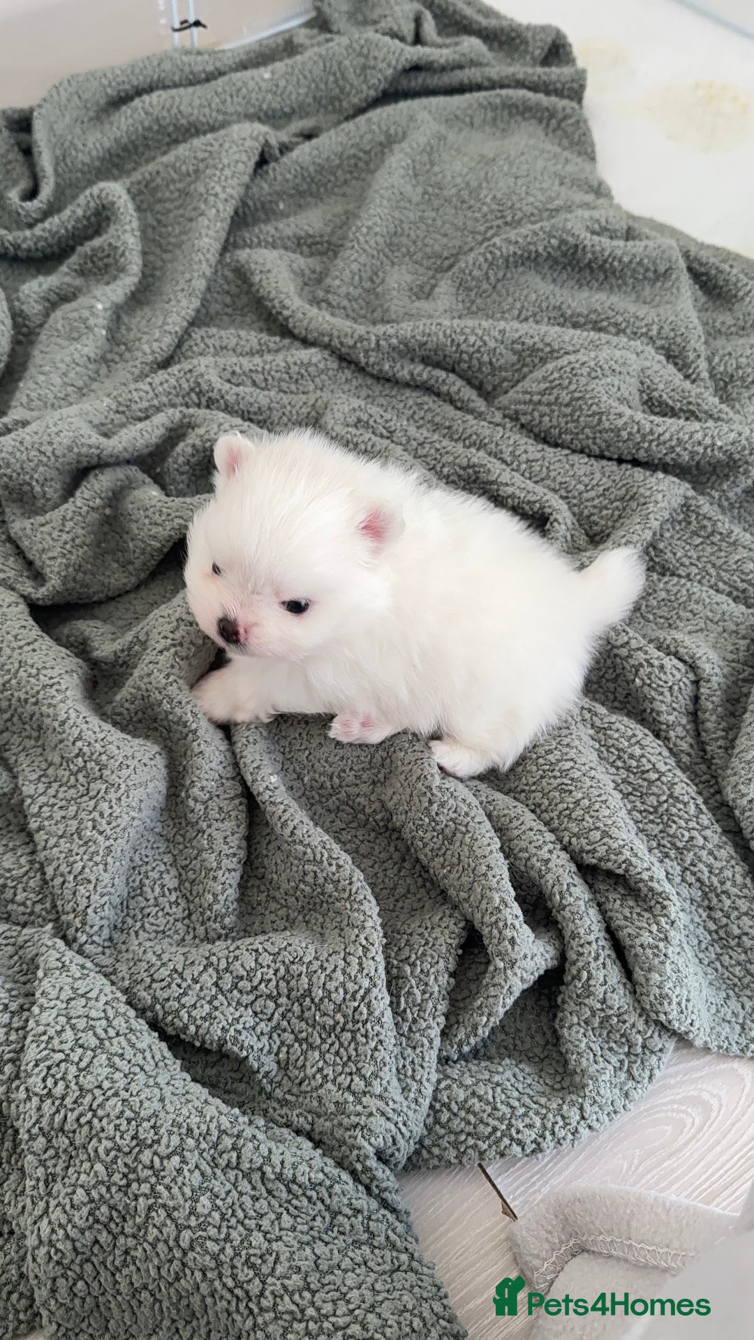 Pomeranian dogs for sale: 4 white pure bred pomerainian puppies - Advert 2