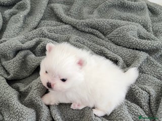 Pomeranian dogs 4 white pure bred pomerainian puppies - Advert 15