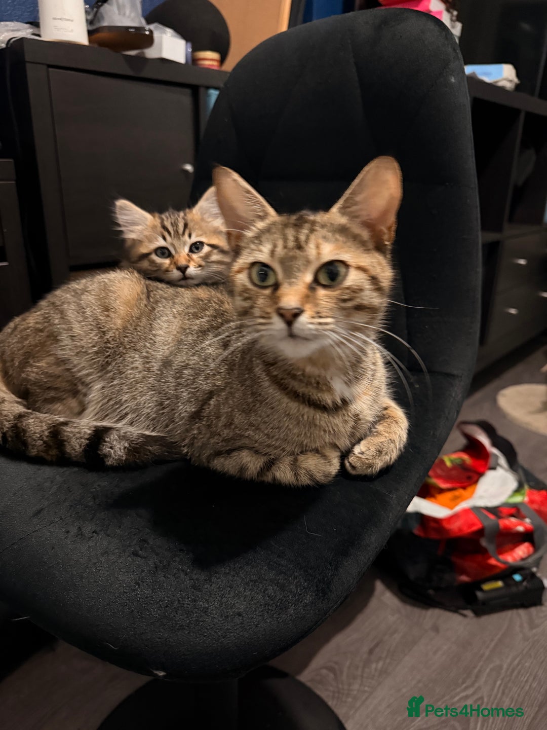 Mixed Breed cats for sale: 2 Gorgeous tabby boys left! - Advert 3