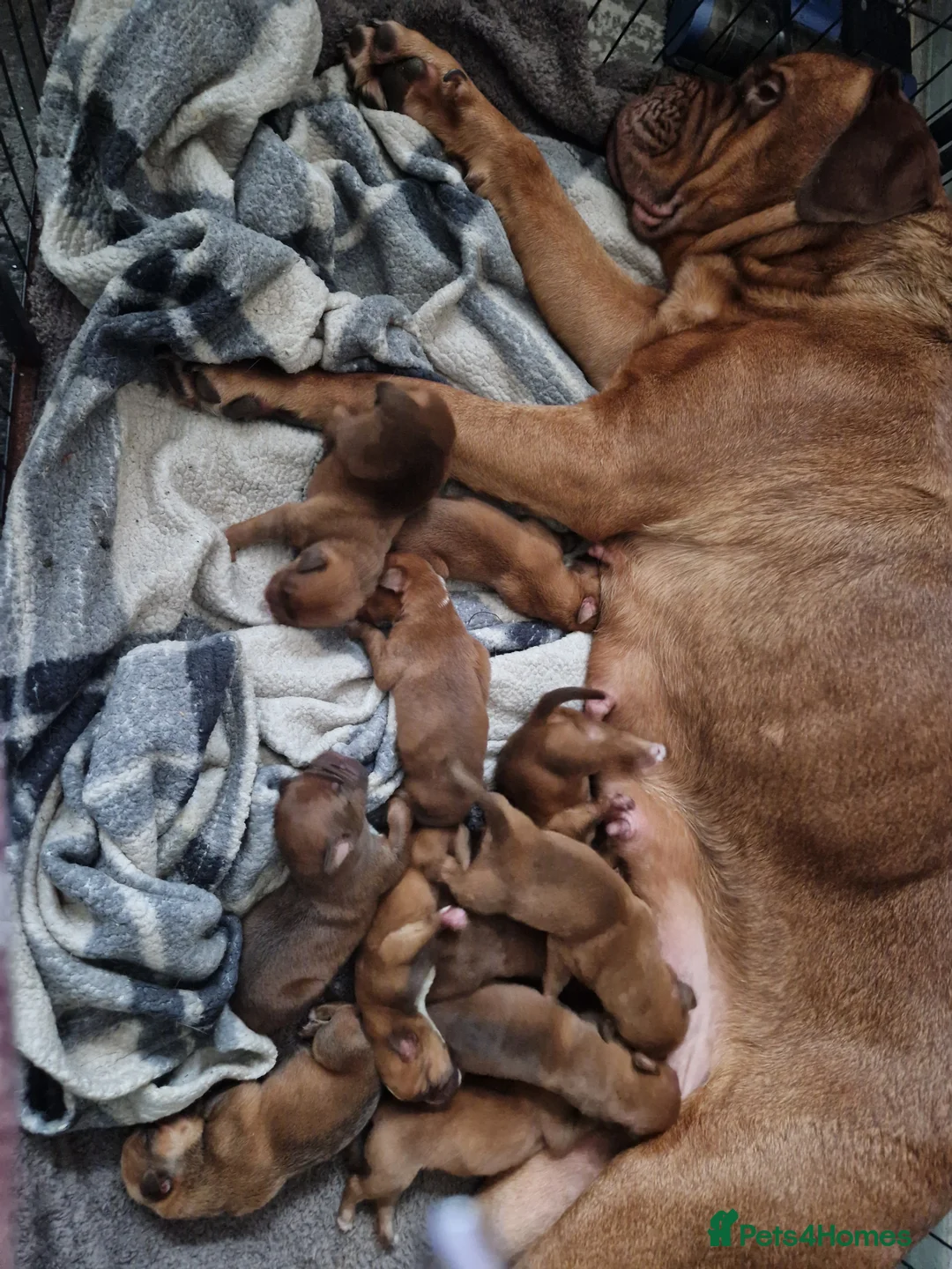 Dogue De Bordeaux dogs for sale: Dogue de bordeaux puppies - Advert 1