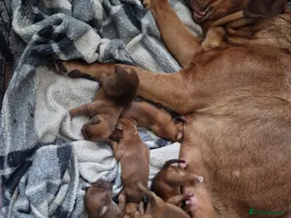 Dogue De Bordeaux dogs Dogue de bordeaux puppies - Advert 1