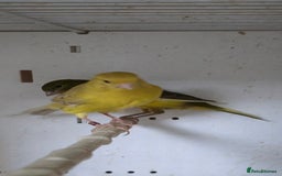 Canaries birds for sale: Canaries  - Image 13