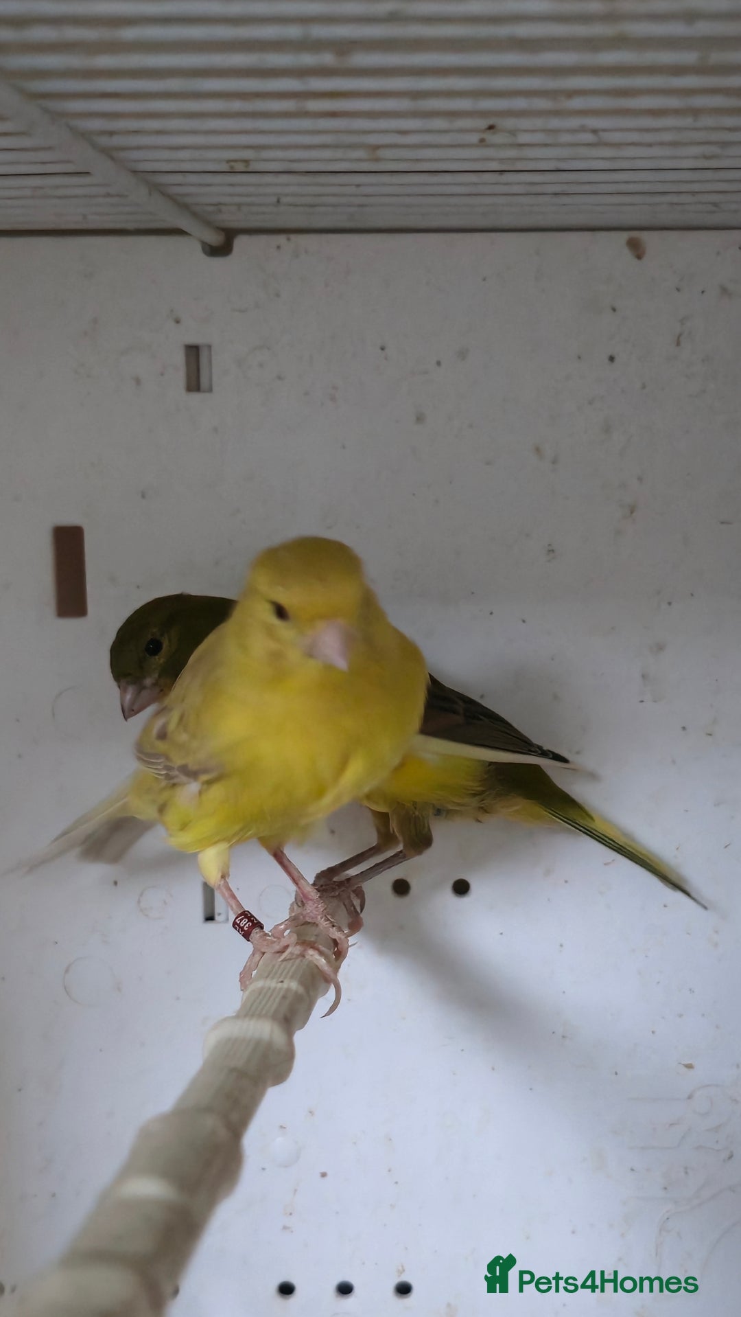 Canaries birds for sale: Canaries  - Image 13