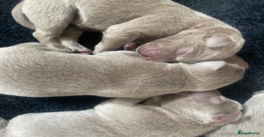 Labrador Retriever dogs - Advert 13