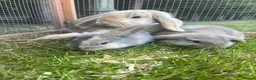 Mini Lop rabbits for sale: 4 x lops - Advert 12