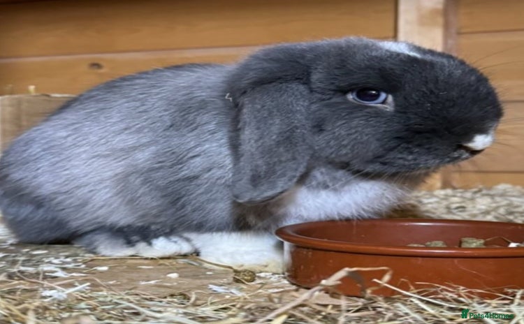 Mini Lop rabbits - Advert 3