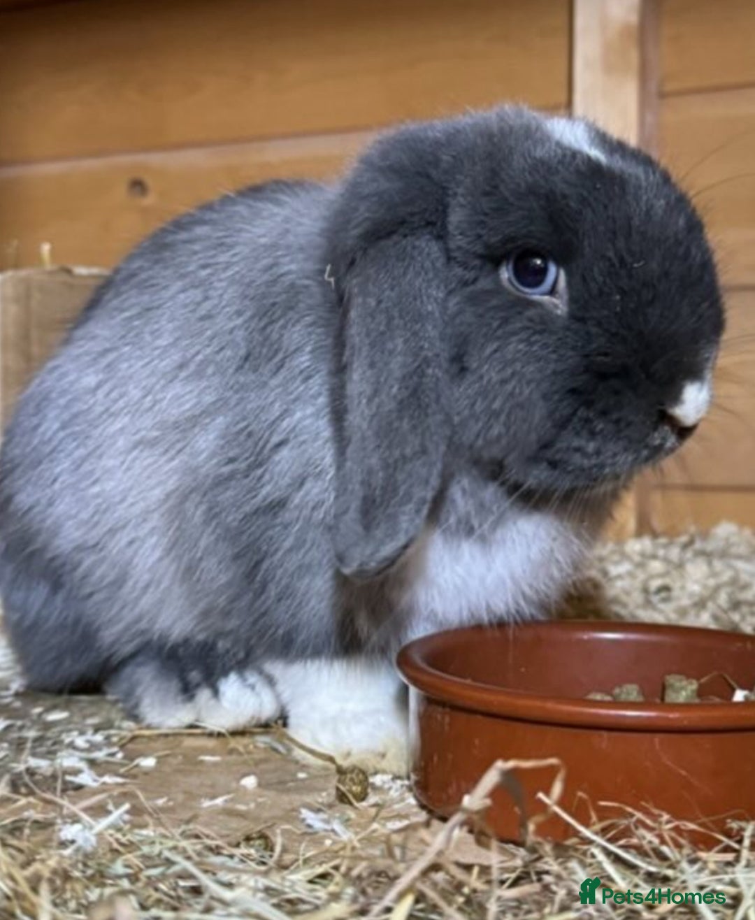 Mini Lop rabbits for sale: Beautiful natured, friendly mini lop  - Image 1