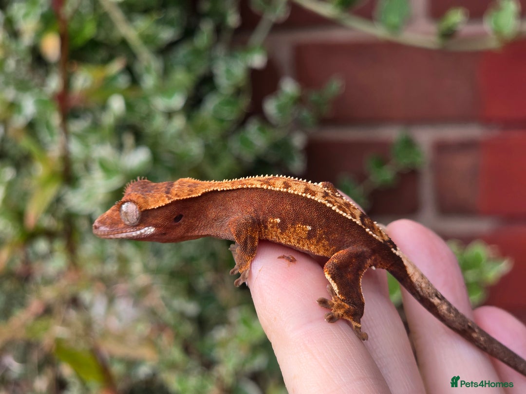 Gecko reptiles for sale: Crested geckos  - Image 6