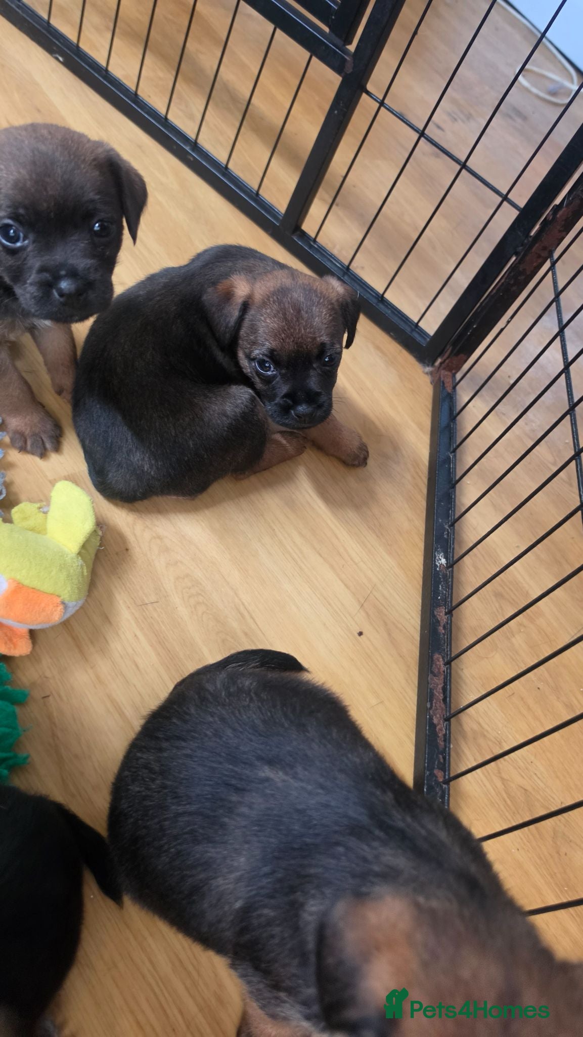 Border Terrier dogs Superb quality border terriers - Advert 2