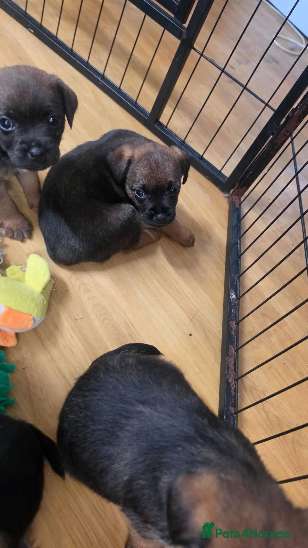 Border Terrier dogs for sale: Superb quality border terriers - Advert 2