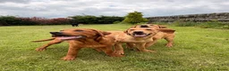 Labrador Retriever dogs for sale: Just white and red boys left  - Advert 6