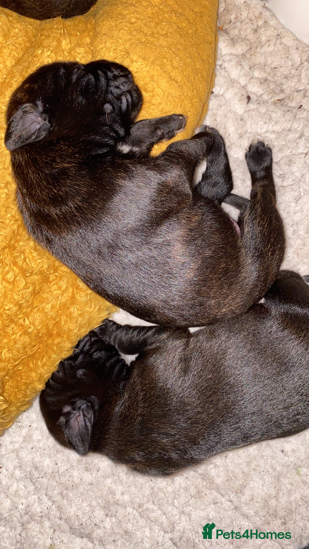 Mixed Breed dogs for sale: 🤩 mum kc boxer dad mini boxer 5 pups rare 🤩 - Advert 31