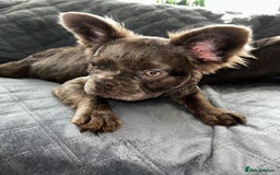 French Bulldog dogs for sale: Fluffy French female bulldog  - Image 7