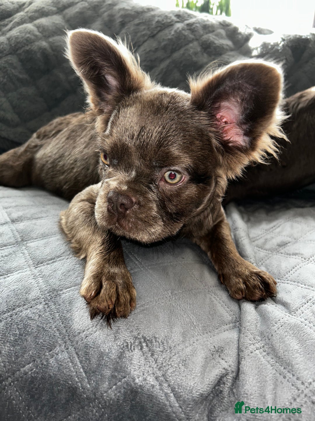 French Bulldog dogs for sale: Fluffy French female bulldog  - Image 7