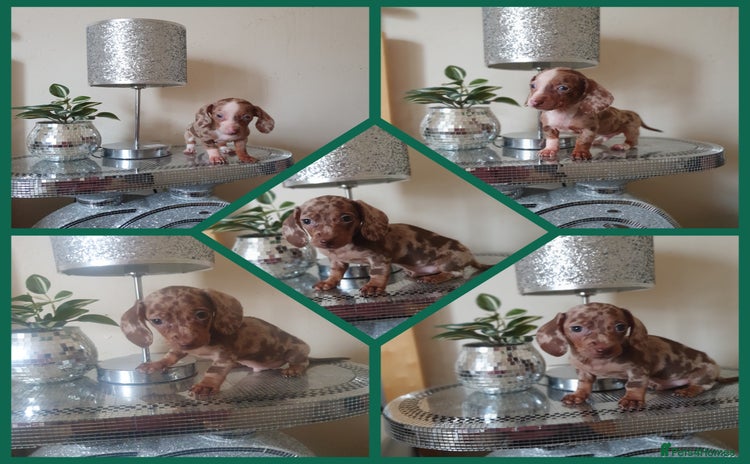 Miniature Dachshund dogs - Advert 11