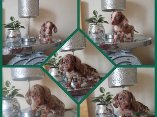 Miniature Dachshund dogs - Advert 19