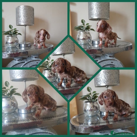 Miniature Dachshund dogs - Advert 11