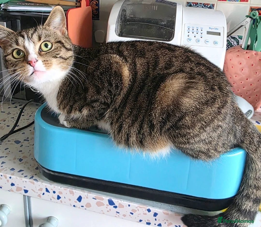 Mixed Breed cats for sale: 2 Beautiful Mixed Kittens (Both Boys )  - Advert 2