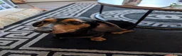 Miniature Dachshund dogs for sale: Beautiful miniature dachshund puppies in Maidstone - Advert 2