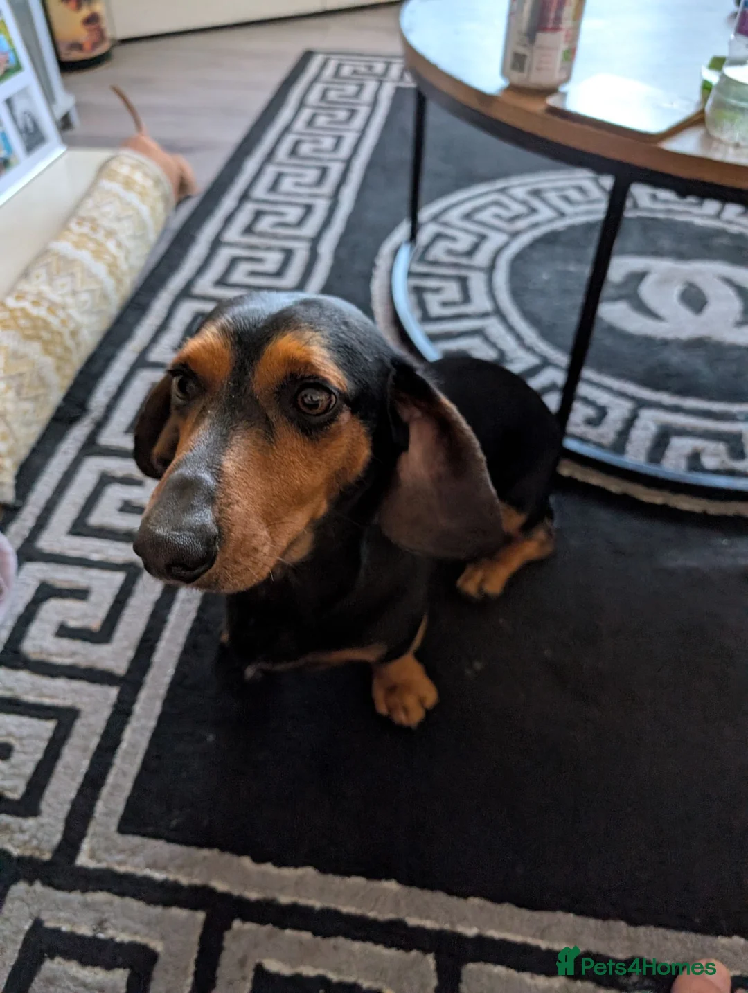 Miniature Dachshund dogs for sale: Beautiful miniature dachshund puppies in Maidstone - Advert 2