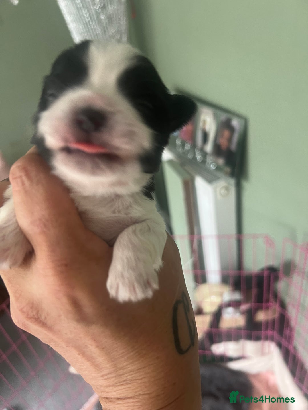 Shih Tzu dogs for sale: 5 Beautiful shihtzu  puppies for sale 2xM 3xF - Image 9