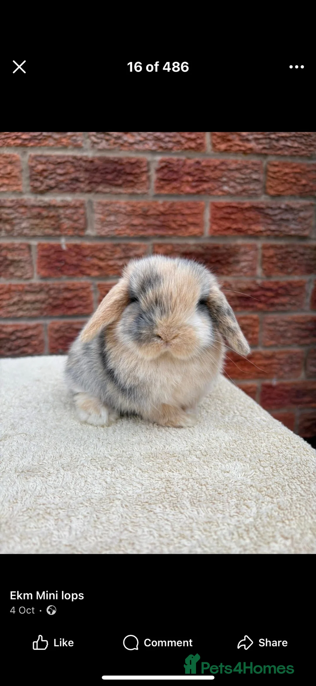 Mini Lop rabbits for sale: Mini lop  in Irvine - Advert 4