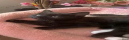 Mixed Breed cats for sale: Ragdoll mixed cats - Advert 2