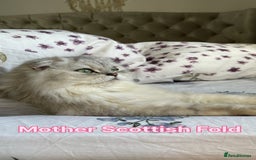 Scottish Fold cats for sale: 2 Scottish Girls  - Image 26