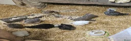 Chickens poultry for sale: Polkies and silkies for sale  - Advert 5
