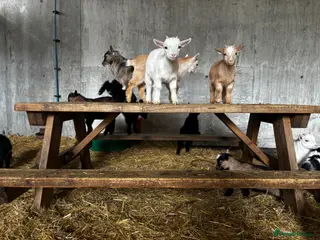 Goats livestock Gorgeous Pygmy Goats - Ready from mid /end April - Advert 10